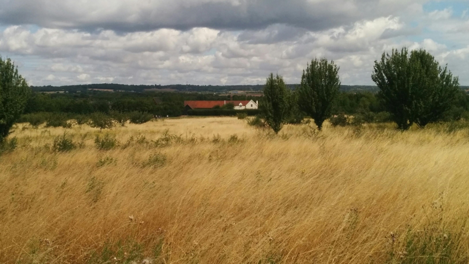 Field landscape 